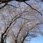 sakura