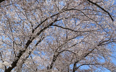 sakura