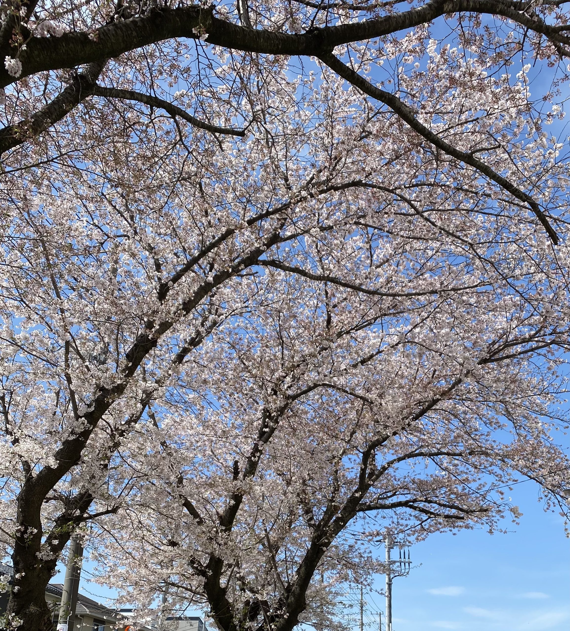 sakura