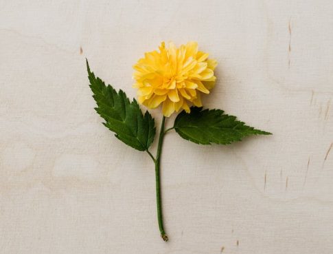 tender yellow flower placed flat on desk