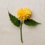 tender yellow flower placed flat on desk