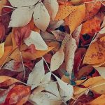 art dry pattern texture