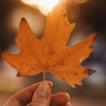 close up of hand holding an autumn maple leaf
