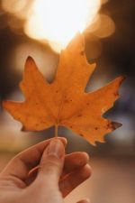 close up of hand holding an autumn maple leaf