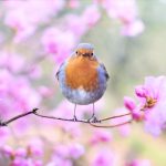 shallow focus photography of bird