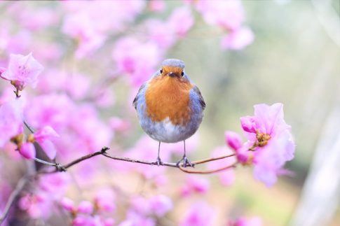 shallow focus photography of bird