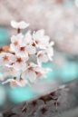 white petaled flowers