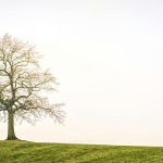 green leafed tree