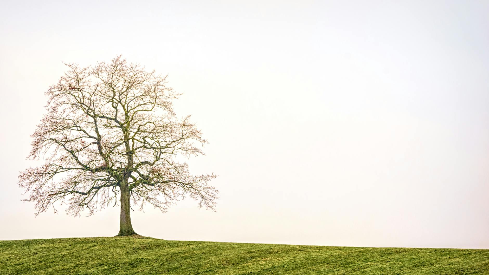 green leafed tree